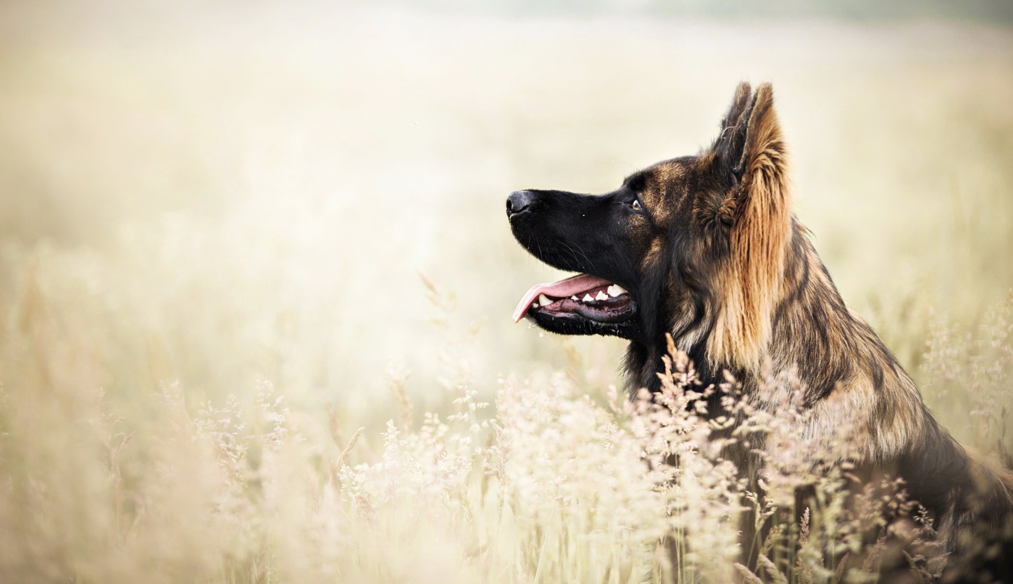 Взыскание ущерба при укусе собаки 